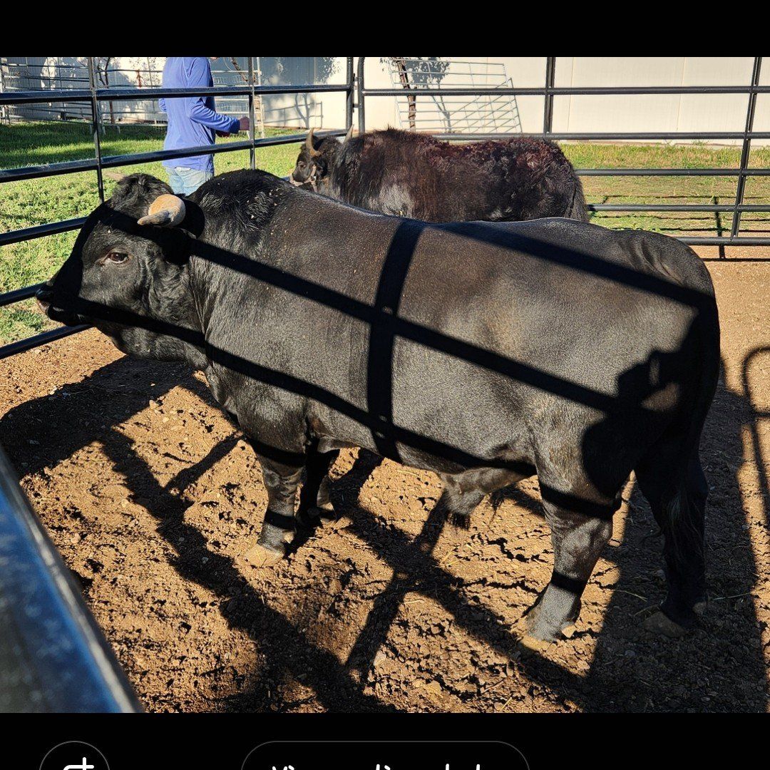 Mini Dexter mix bucking bull