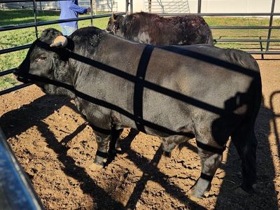 Mini Dexter mix bucking bull