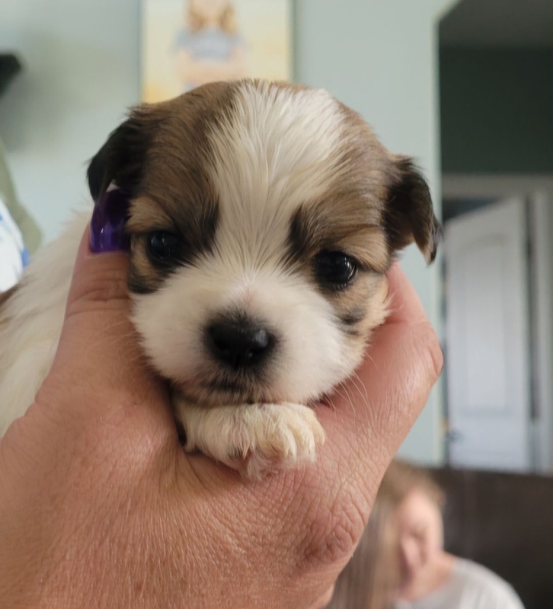 Adorable Shorkie Puppies - Ready for Loving Homes!