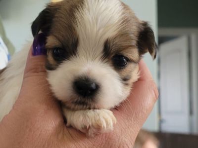 Adorable Shorkie Puppies - Ready for Loving Homes!