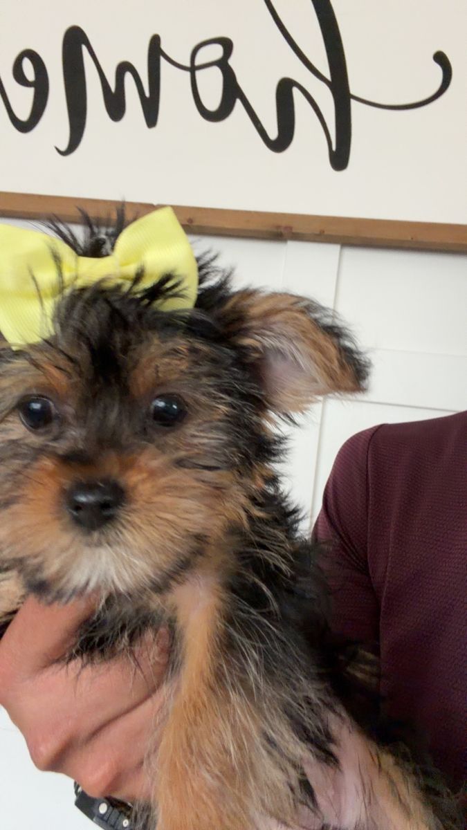 Yorkie