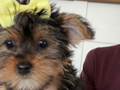 Yorkie
