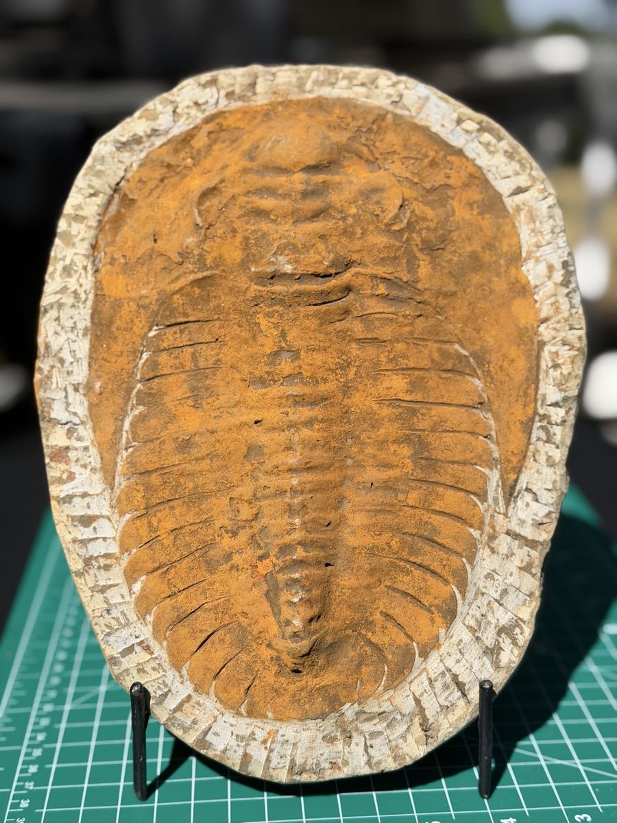 Large 10.5” Trilobite Fossil