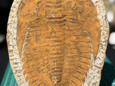 Large 10.5” Trilobite Fossil