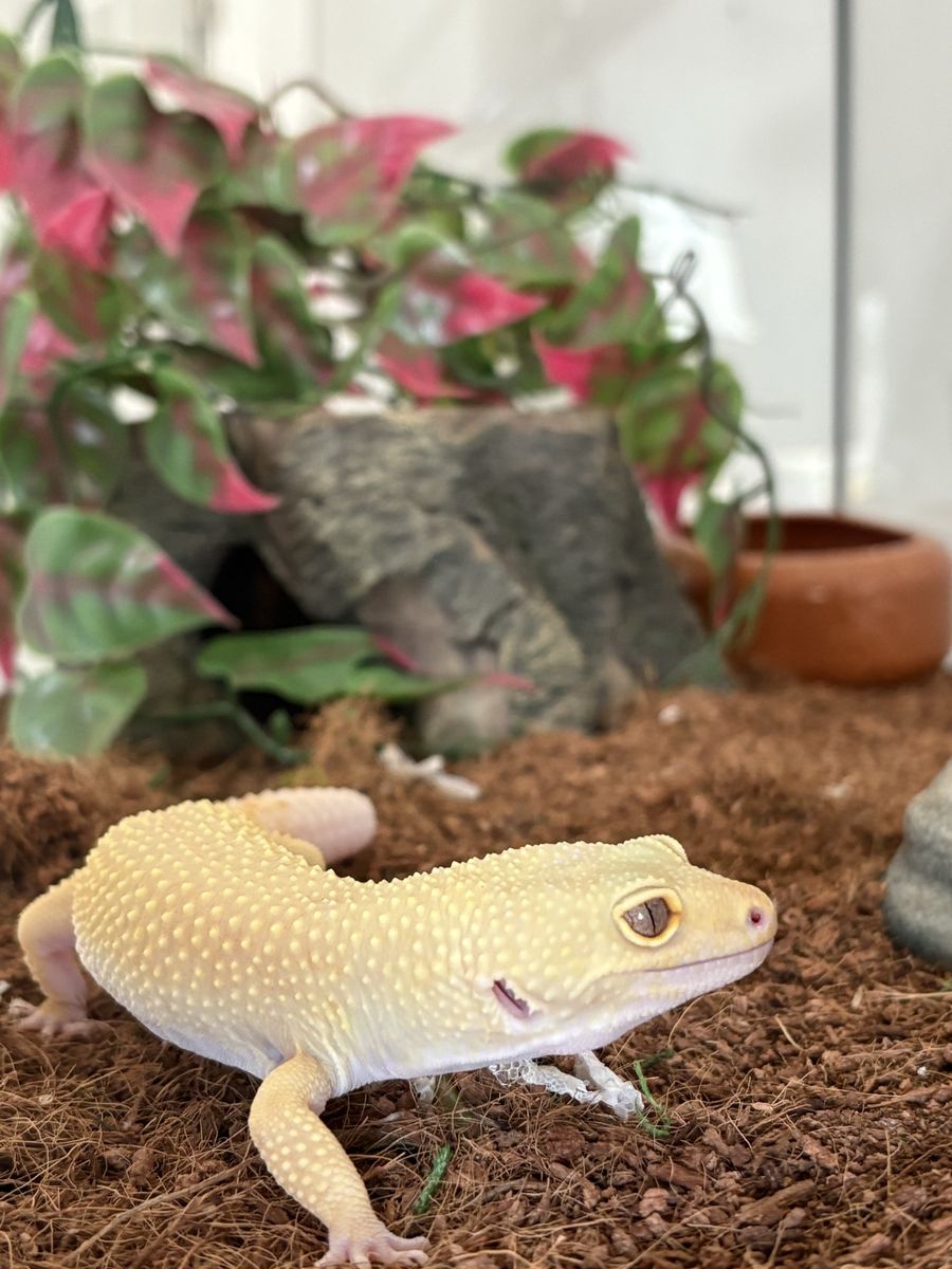 Leopard Gecko, Tank, and Heatlamp/Light