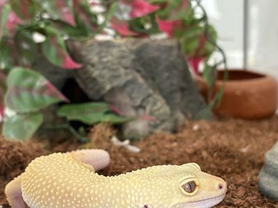 Leopard Gecko, Tank, and Heatlamp/Light