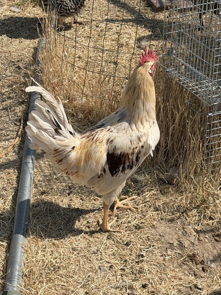 Free Rooster about 17-18 weeks