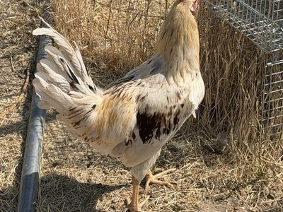 Free Rooster about 17-18 weeks
