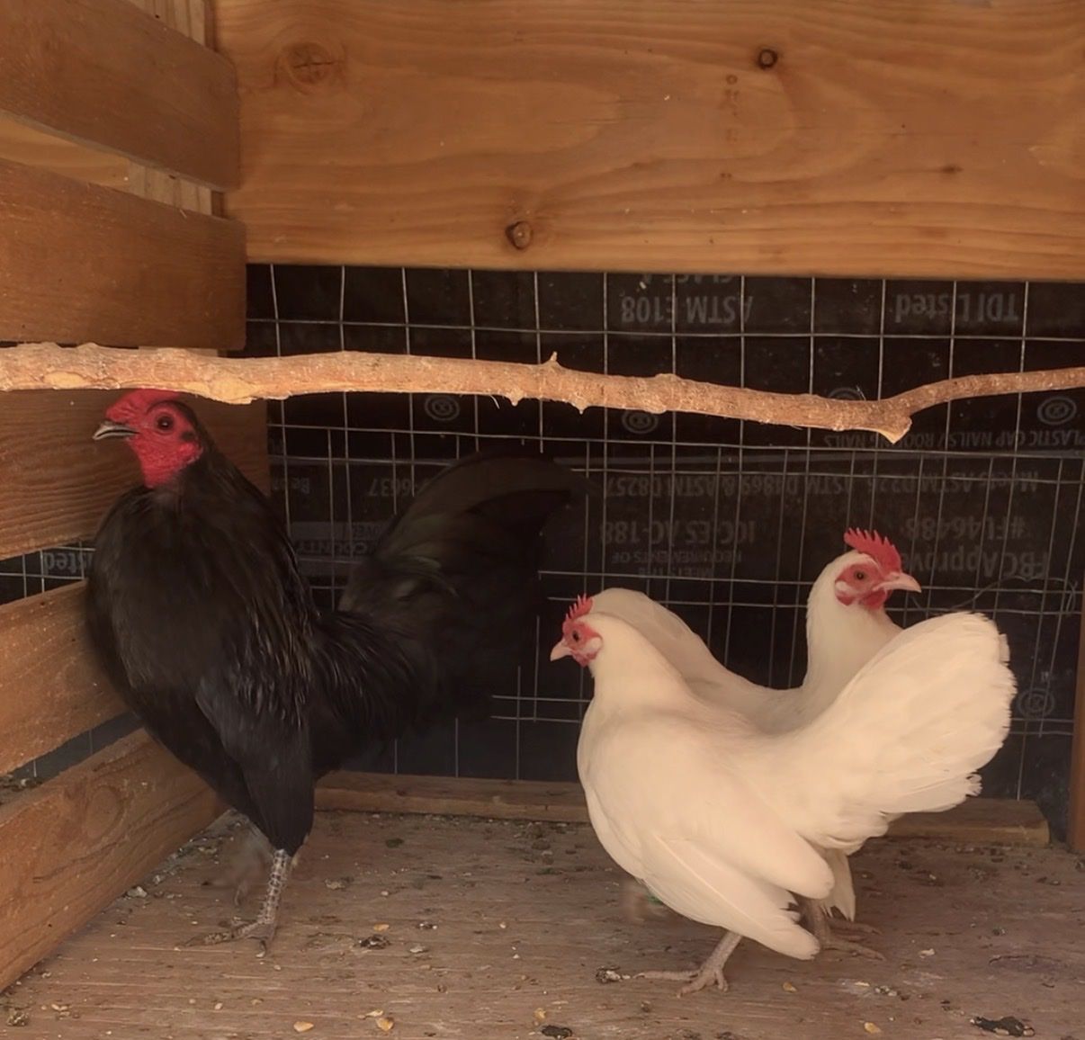 2 pairs of  OEGB birds black and white hen and creles pair