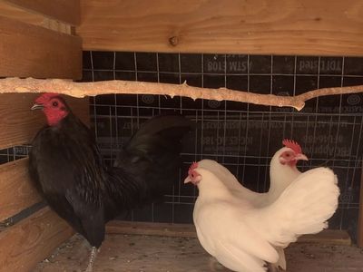2 pairs of OEGB birds black and white hen and creles pair