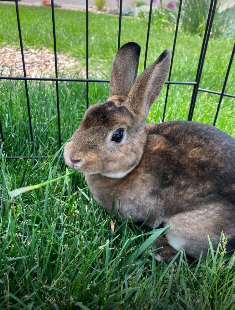 Mini Rex Bunny