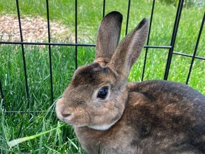 Mini Rex Bunny