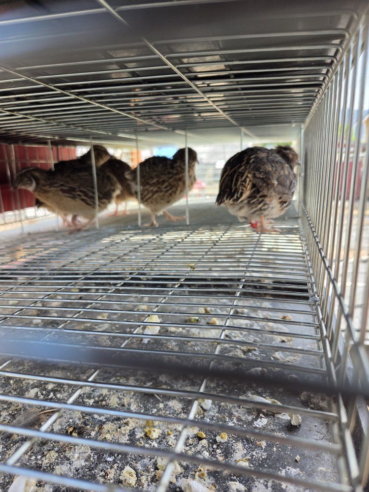 Male coturnix quail