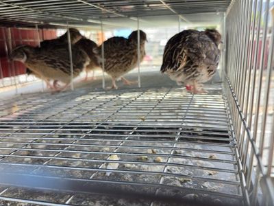 Male coturnix quail