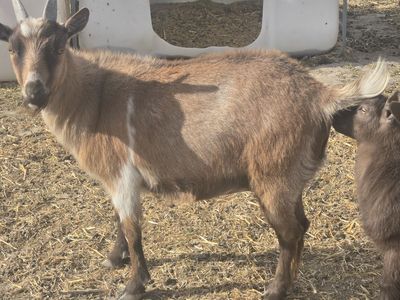 Nigerian Dwarf Doe – Ready for a New Home