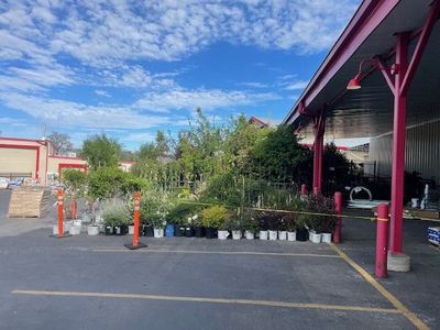 30 to 50 % off all trees and shrubs at the IFA in Draper