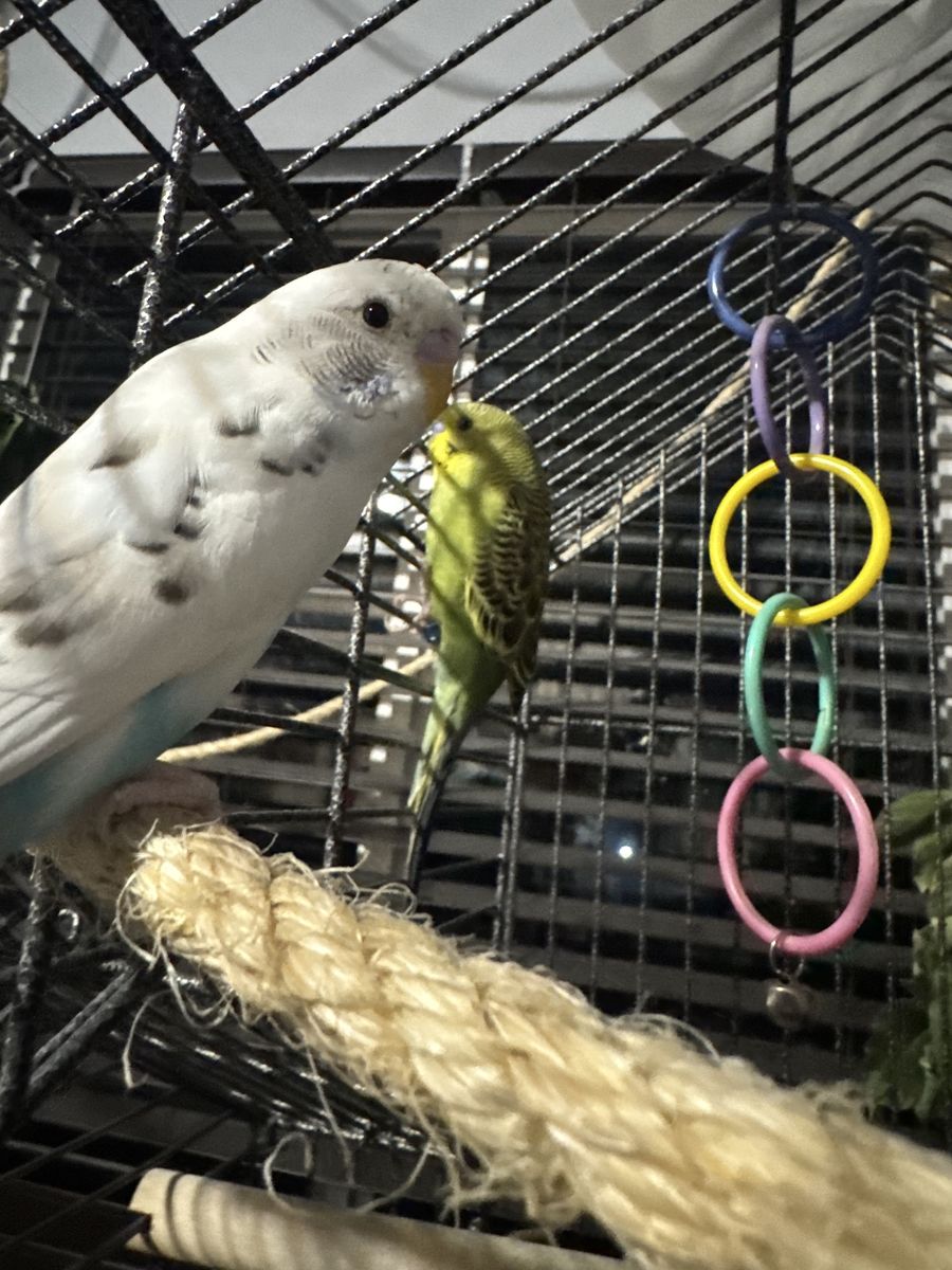 Bonded Parakeet Pair with Cage, Food, and Toys