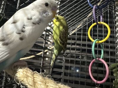 Bonded Parakeet Pair with Cage, Food, and Toys
