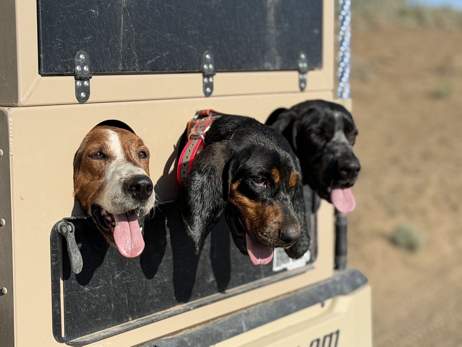2 BLUETICK female HOUNDS FREE TO GOOD HOME