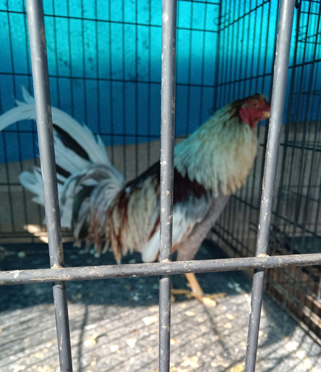 Gamefowl roosters
