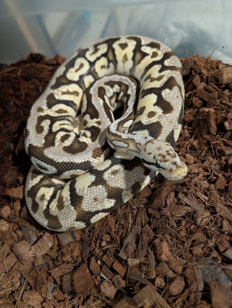 Super Pastel, Spotnose, fire, (het desert Ghost) ball python
