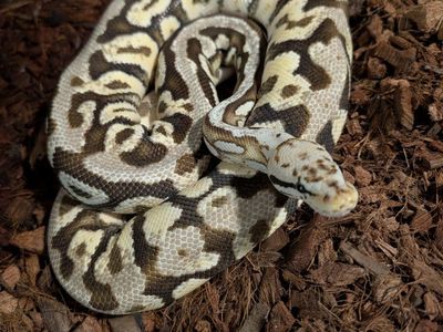 Super Pastel, Spotnose, fire, (het desert Ghost) ball python