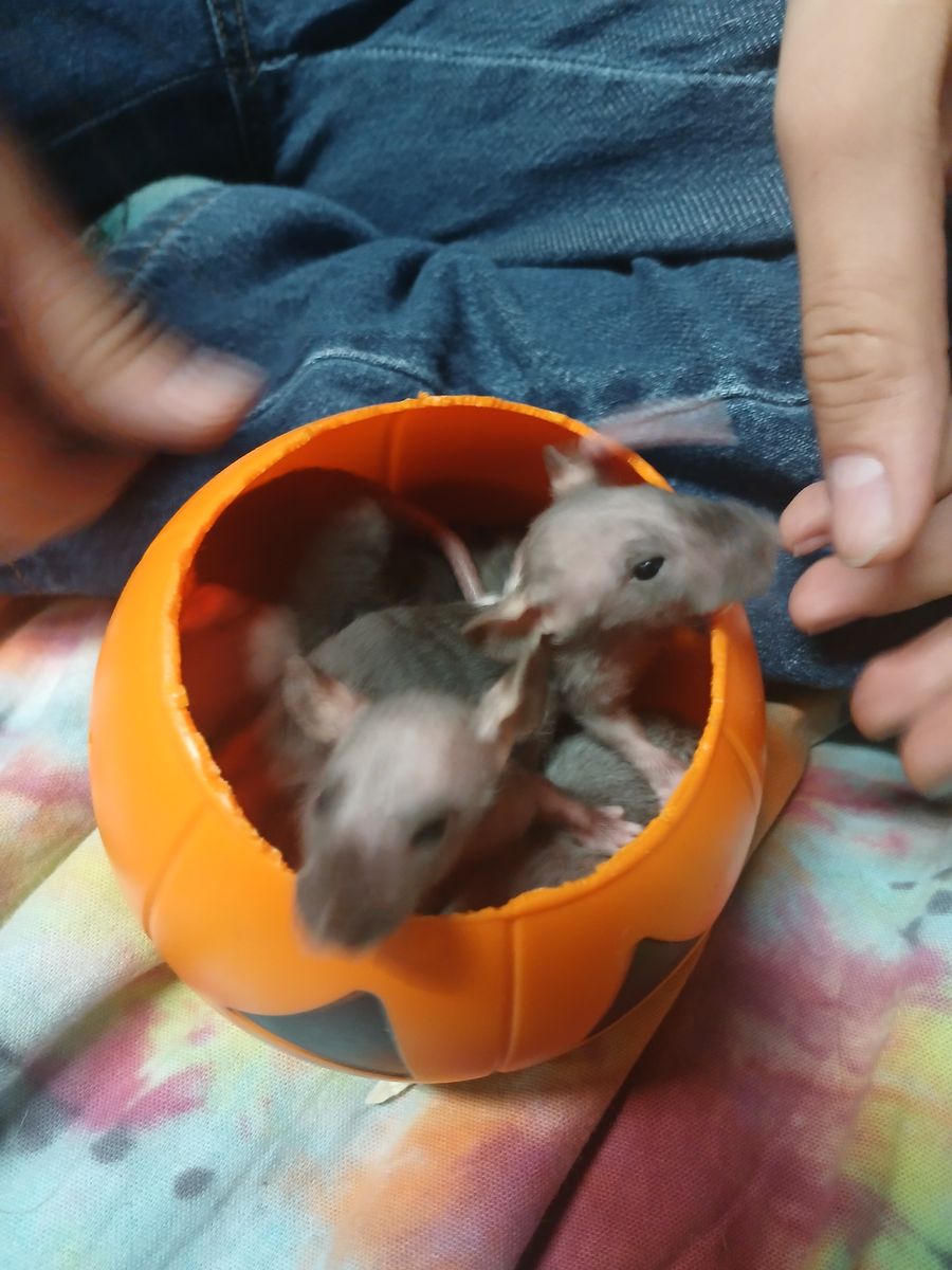 Rex hairless rats babies