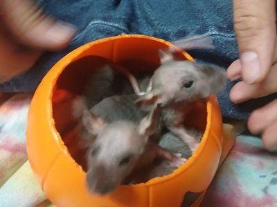 Rex hairless rats babies