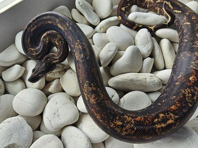 2023 Jungle Fire Hypo IMG female Boa