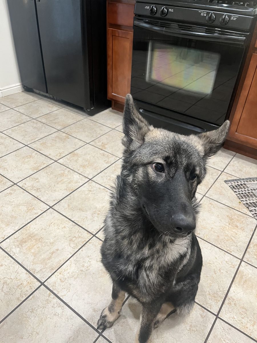 German Shepherd