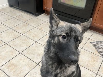 German Shepherd