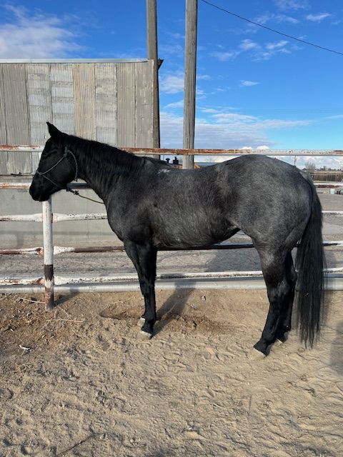 AQHA Blue Roan Filly