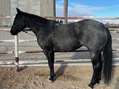 AQHA Blue Roan Filly