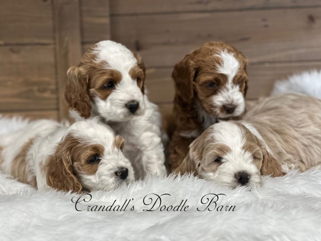 Cockapoo Puppies Ready By Mother's Day!