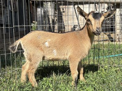 Nigerian Dwarf doelings for sale