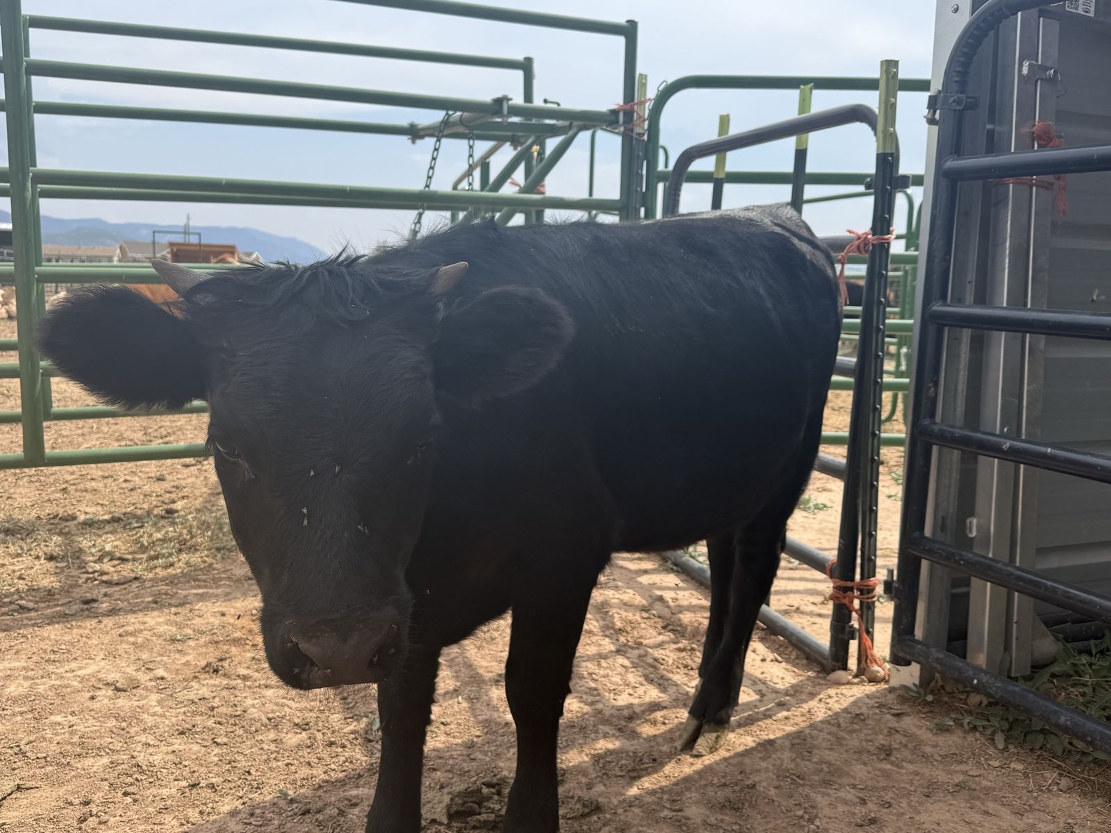 Dexter Heifer