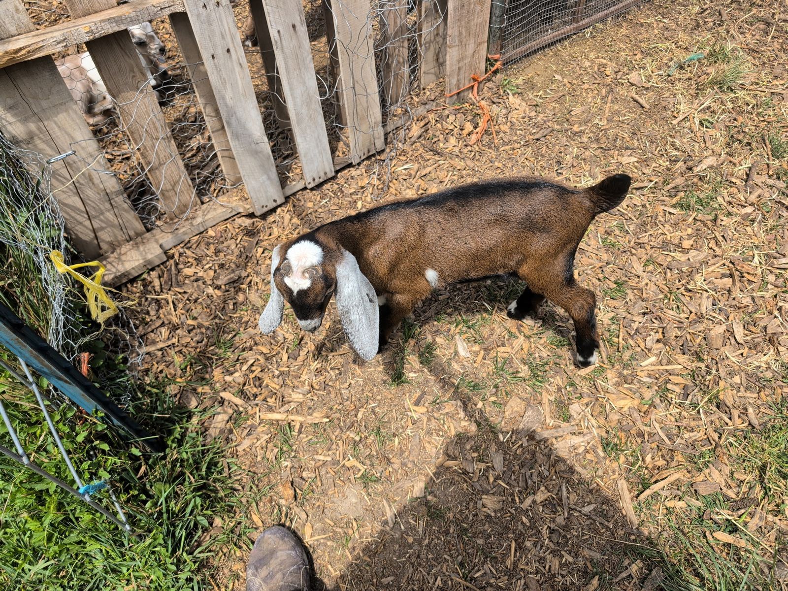 Nubian Goat, Buckling