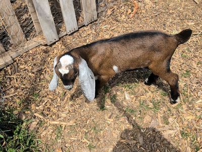 Nubian Goat, Buckling