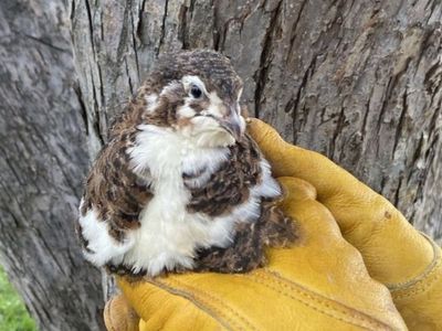 Coturnix quail available (more info in desc.)
