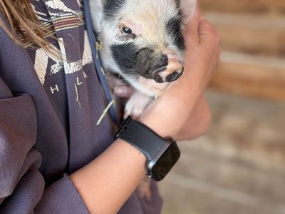 KuneKune piglets from exceptional mom