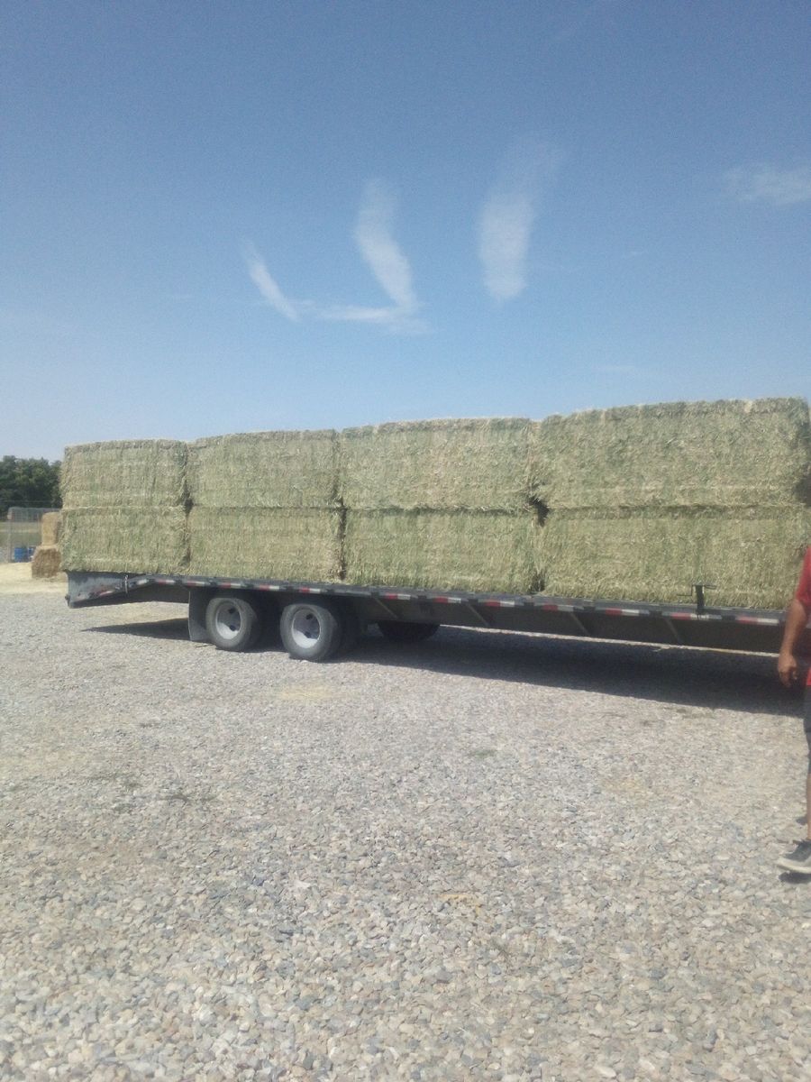 3x4x8 Alfalfa hay