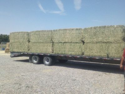 3x4x8 Alfalfa hay