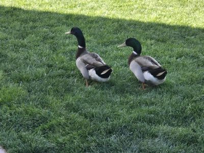 2 Drake male ducks