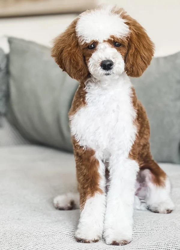 Charlie +/+ Tuxedo Toy Poodle