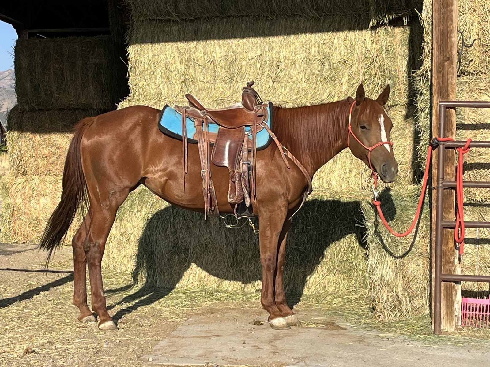 3yo Filly