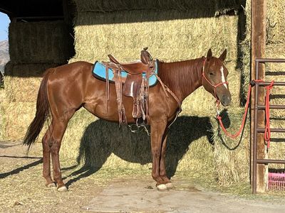 3yo Filly