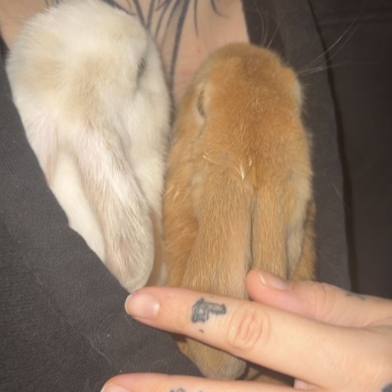Main image 6