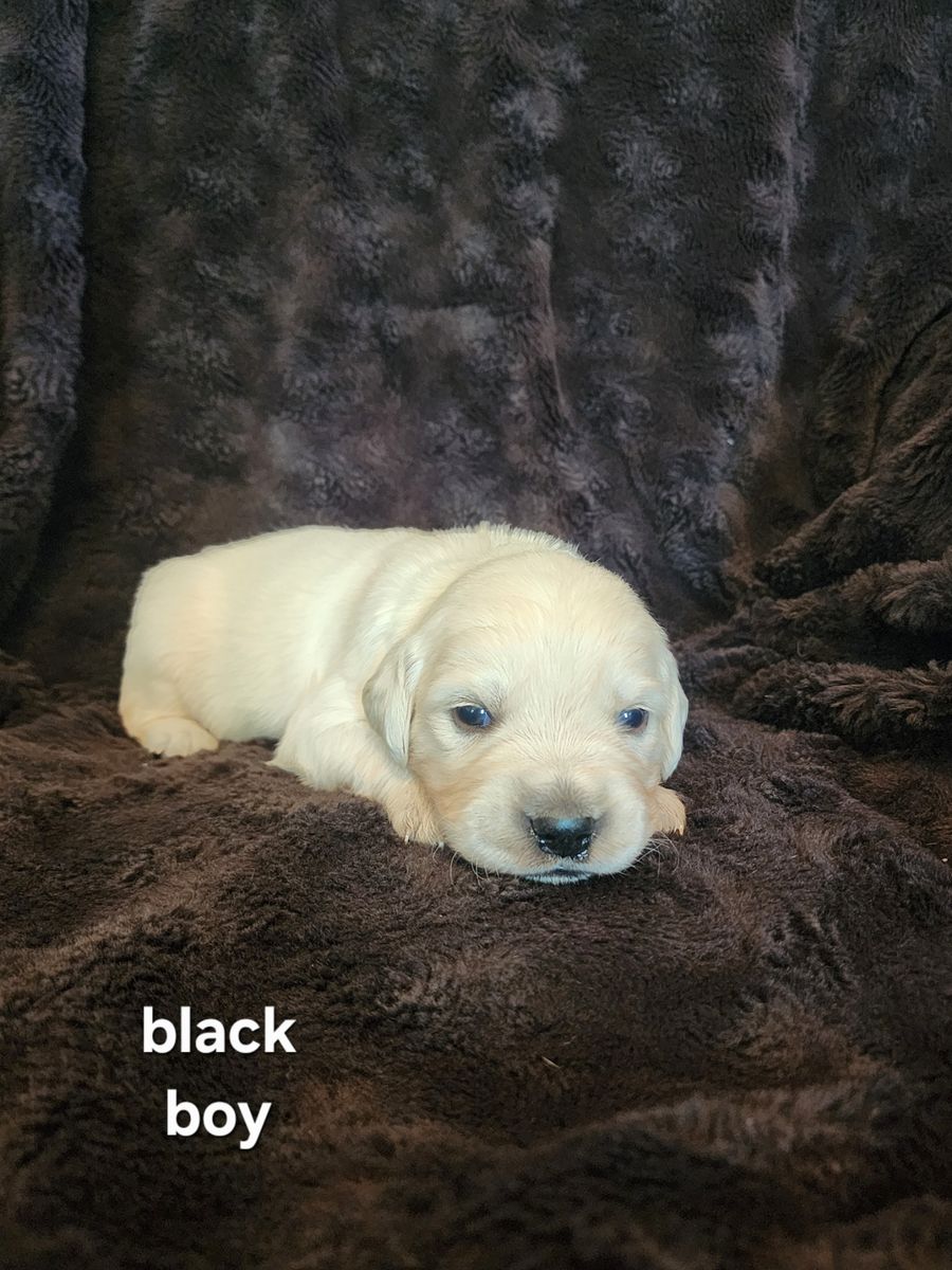 English Cream Golden Retrievers