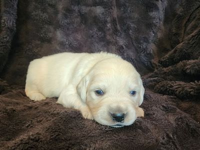 English Cream Golden Retrievers