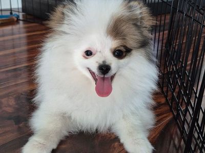 pomeranian female